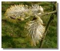 Catkins