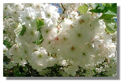 Flowering Cherry