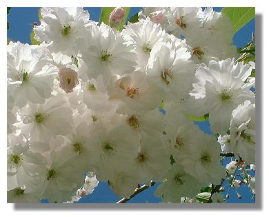 Flowering Cherry