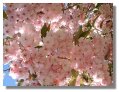 Flowering Cherry