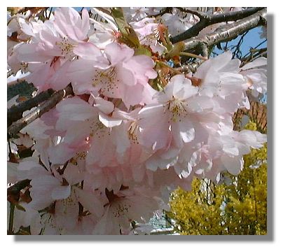 Flowering Cherry