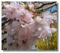 Flowering Cherry