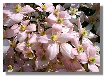 Clematis