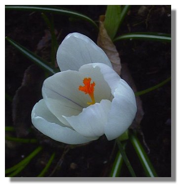 Crocus