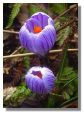 Crocus