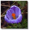 Crocus
