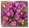Crocus