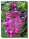 Ribes or Flowering Currant