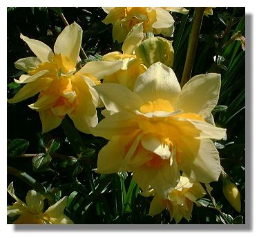 Daffodils