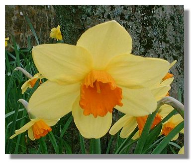 Daffodils