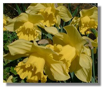Daffodils