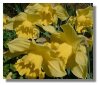 Daffodils
