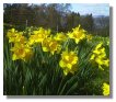 Daffodils