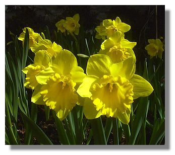 Daffodils