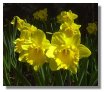 Daffodils