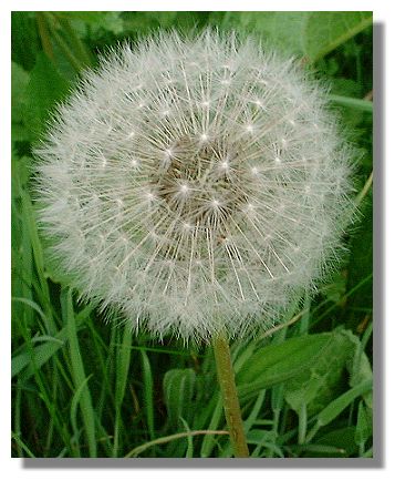 Dandelion