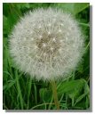 Dandelion