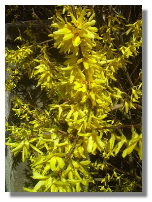 Forsythia