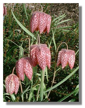 Fritallaria