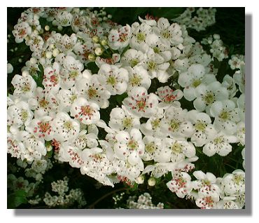 Hawthorn