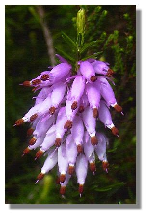 Spring Heather Plant