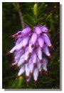 Heather