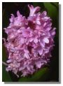 Hyacinth