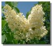 White Lilac