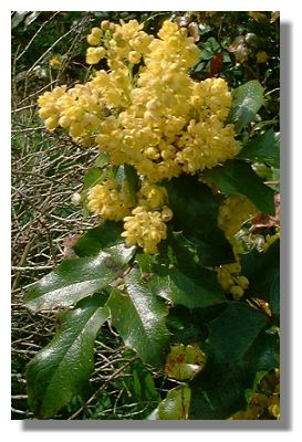 Mahonia