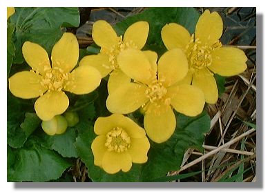 Marsh Marigold
