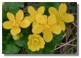 Marsh Marigold