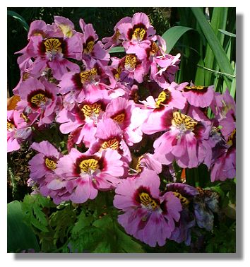 Schizanthus
