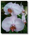 Orchid