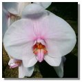 Orchid