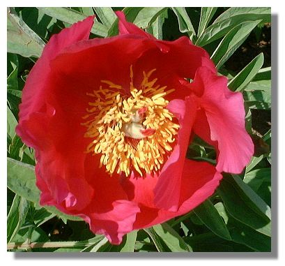 Paeonia