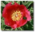 Paeony