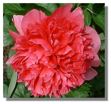 Paeonia