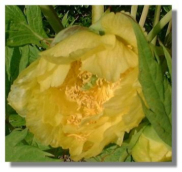Paeonia