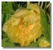 Paeony