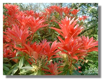 Pieris