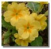 Polyanthus