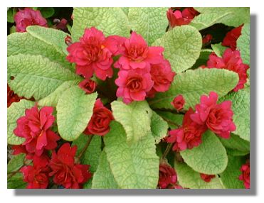 Primula 'Wanda'
