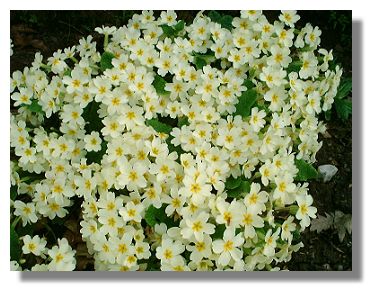 Primrose