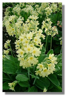 Primula