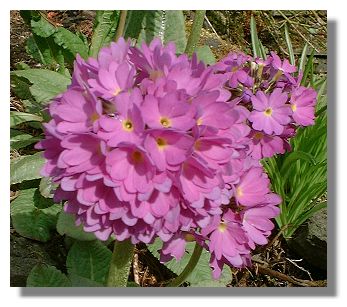 Primula Denticulata