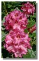 Rhododendron