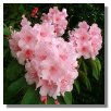 Rhododendron