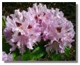 Rhododendron