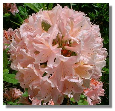 Rhododendron