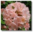 Rhododendron